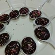 Coklat sendok