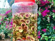 Hình ảnh của sung muối