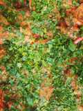 Bondiola al disco con vegetales, crema doble y champignones