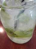 Agua fresca tipo mojito