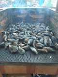 Cholgas Asadas