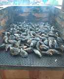 Cholgas Asadas