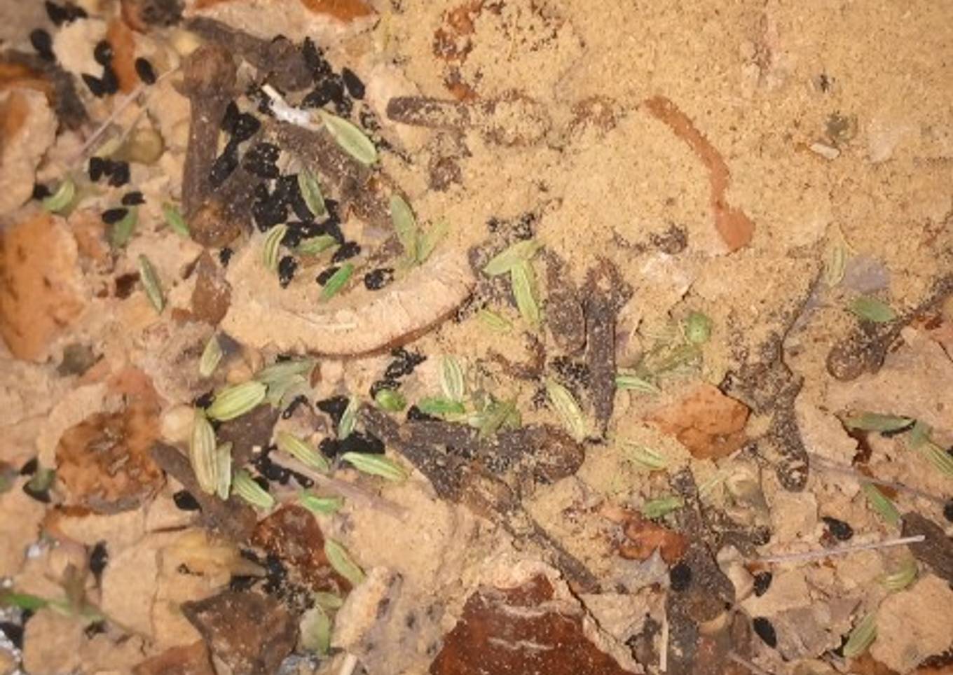 Herbal concoction Tea