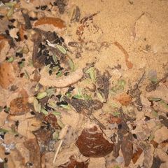 A picture of Herbal concoction Tea.