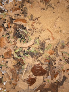 A picture of Herbal concoction Tea.
