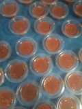 Puding Coklat Mises Mocacino