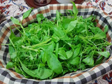 سبزی ارگانیک