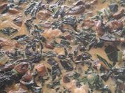 Una foto de quiche acelga