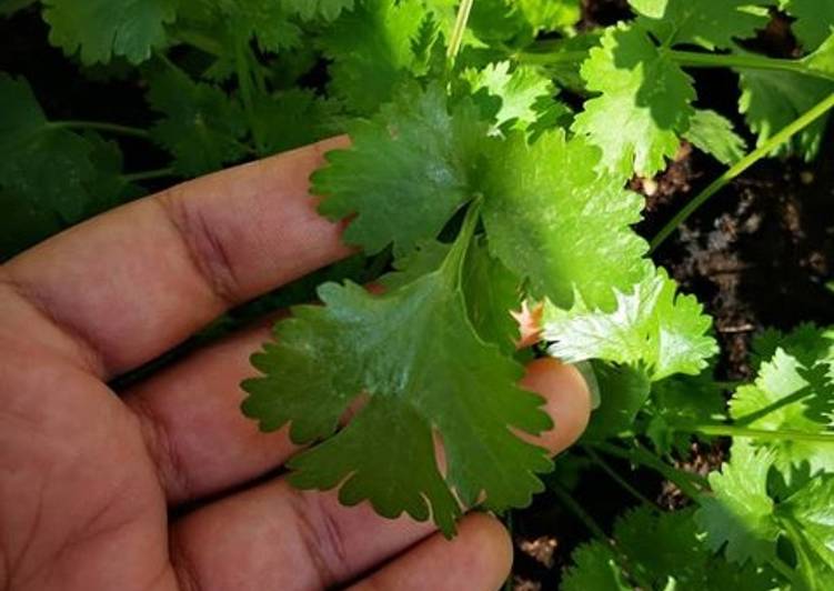 Cilantro/Coriander leaves/ Daun ketumbar rumahan