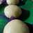 Bakpao kukus kw super
