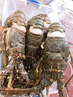 Hình của món Tôm hùm 2 vỏ hấp bia.