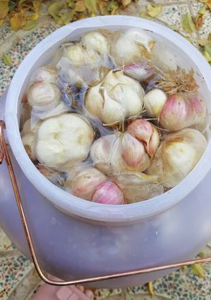 عکسی از دستور سیرترشی