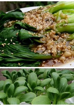 Foto resep Pakcoy saos tiram
