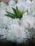 Klepon gula merah