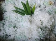 Gambar klepon tepung beras