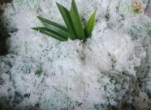 Foto resep Klepon gula merah