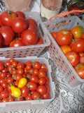 Salsa de tomate 🍅