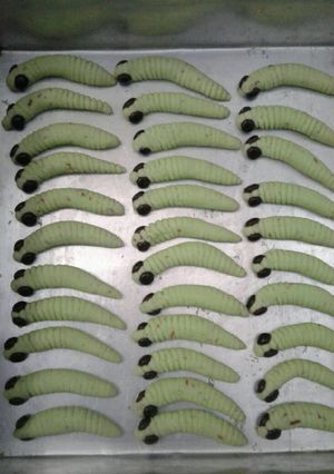 Foto resep Kue kering ulat ijo