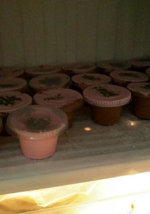 Foto resep Es cream sederhana