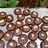 Choco Almond Cookies