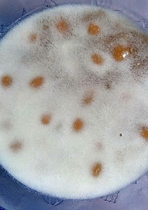 Foto resep Bubur Candil