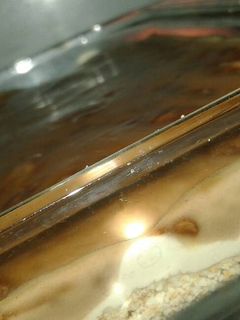 صورة لوصفة تشيز كيك