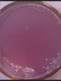 Purple butterfly pea flower tea