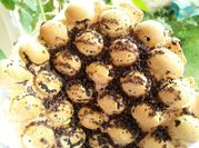 Gambar waffle hongkong