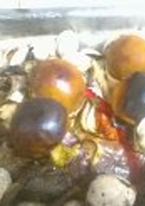 Una foto de Lubina, merluza, jurel al horno con tomates de árbol
