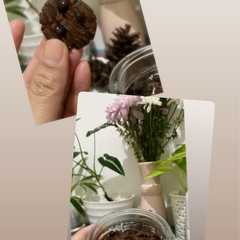 รูปของ Chocolate Chip Cookies