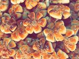 گليجة العيد (معمول العيد)