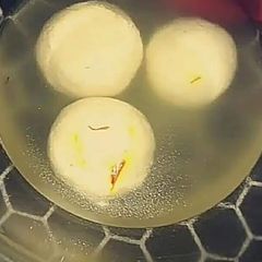 A picture of Rasgulla.