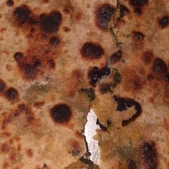 A picture of Onion Paratha.