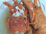 Gambar sup lobster