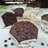 Chocolate Custard Muffin