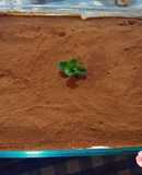Tiramisú (XL, comen un montón)