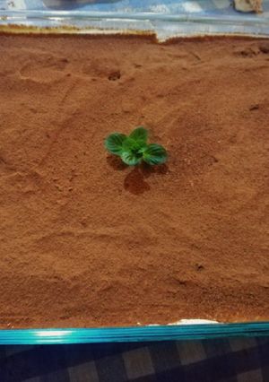 Una foto de Tiramisú (XL, comen un montón)