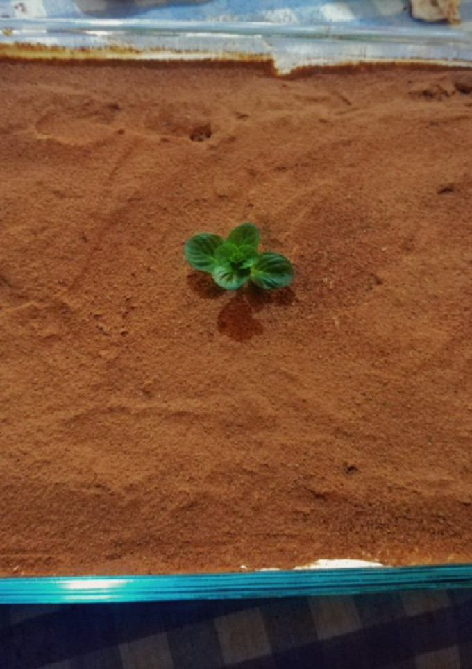 Una foto de Tiramisú (XL, comen un montón)