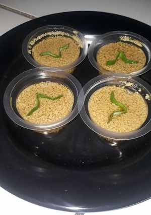Foto resep Agar2 santan gula merah