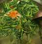 Resep Tumis kangkung Anti Gagal
