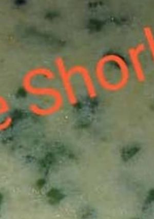 A picture of White shorba soup.