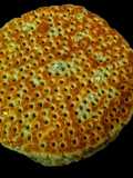 Sindhi Sweet Flatbread