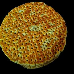 Sindhi Sweet Flatbread A picture of Sindhi Sweet Flatbread.