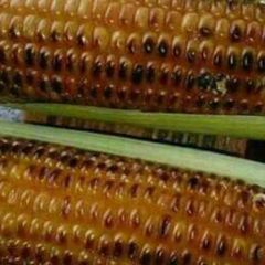 Roasted maize A picture of Roasted maize.