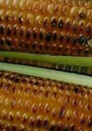 A picture of Roasted maize.