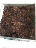 Pudín de Pan de Bizcocho de Chocolate