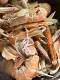 Langoustines. (aka Scampi)