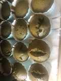 Cup cake green tea