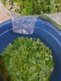 Foto resep Pepes tahu daun kelor