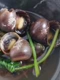 Keong Srutup